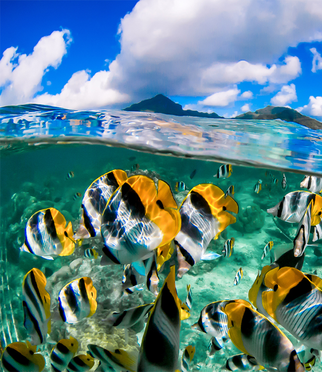 A shot of fish swimming in the ocean.