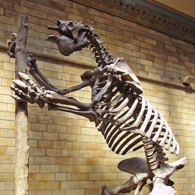 A skeleton of a prehistoric sloth-like creature.